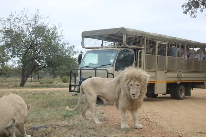 Lion and Safari Park